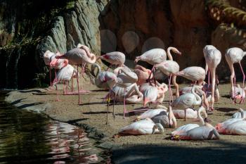 VALENCIA, SPAIN - FEBRUARY 26 : Flamingos at the Bioparc in Valencia Spain on February 26, 2019
