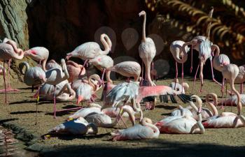 VALENCIA, SPAIN - FEBRUARY 26 : Flamingos at the Bioparc in Valencia Spain on February 26, 2019