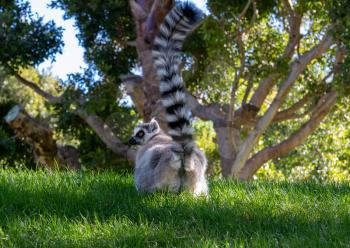 VALENCIA, SPAIN - FEBRUARY 26 : Ring Tailed Lemur at the Bioparc in Valencia Spain on February 26, 2019