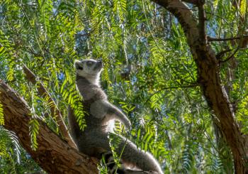 VALENCIA, SPAIN - FEBRUARY 26 : Ring Tailed Lemur at the Bioparc in Valencia Spain on February 26, 2019
