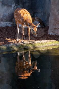VALENCIA, SPAIN - FEBRUARY 26 : Sitatunga Antelope at the Bioparc in Valencia Spain on February 26, 2019
