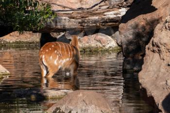 VALENCIA, SPAIN - FEBRUARY 26 : Sitatunga Antelope at the Bioparc in Valencia Spain on February 26, 2019