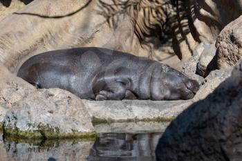 VALENCIA, SPAIN - FEBRUARY 26 : Hippopotamus at the Bioparc in Valencia Spain on February 26, 2019