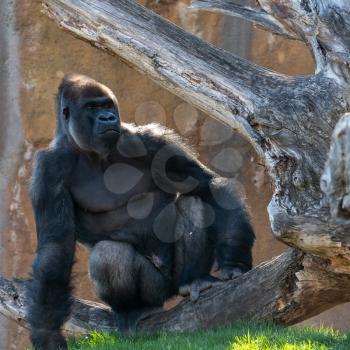 VALENCIA, SPAIN - FEBRUARY 26 : Gorilla at the Bioparc in Valencia Spain on February 26, 2019