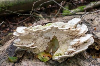 Shelf fungus, also called bracket fungus (basidiomycete) growing on a fallen tree