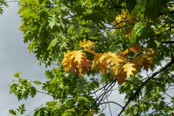 Oak tree in Metz Lorraine Moselle France turning yellow