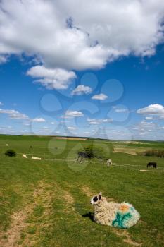 Sheep and Horses at Home in the Rolling Sussex Countryside