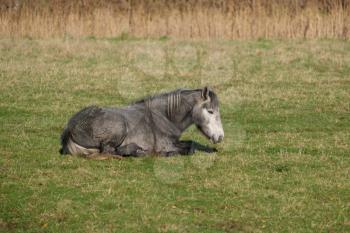 Horse laying on the grass at Southease in East Sussex
