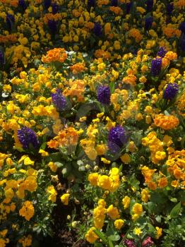 Colourful Bed of Flowers in East Grinstead
