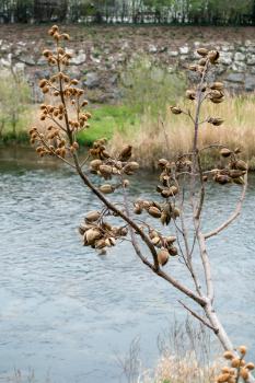 Tree Full of Dried Seed Pods along the Sarca River in Arco Trentino Italy
