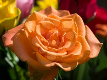 Close-up of an Orange Hybrid T Rose