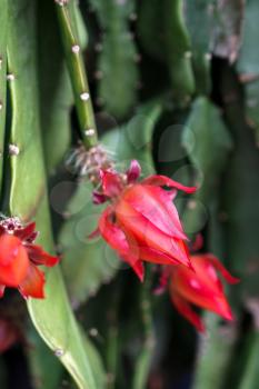 Cactus with red flowers in Friedrichsdorf