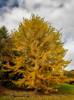 Acer Soccharinum Tree in Autumn