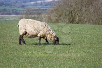 Sheep at Home on the South Downs in Sussex
