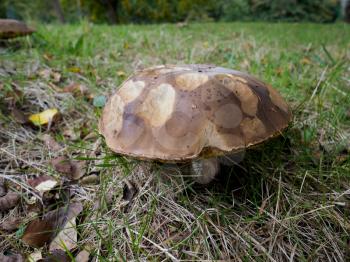 Brown Mushroom  Growing in Sussex