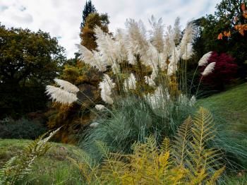 Pampas Grass in full bloom