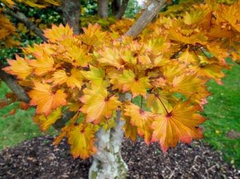 Acer Shirasawanum cv Aureum in Autumn Colours