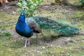 Peacock (pavo cristatus)