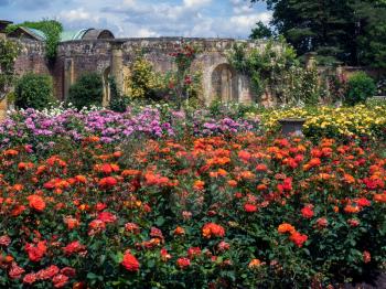 Roses Growing in the Garden at Hever Castle