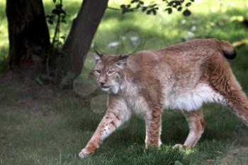 Northern Lynx ( Felis lynx lynx)