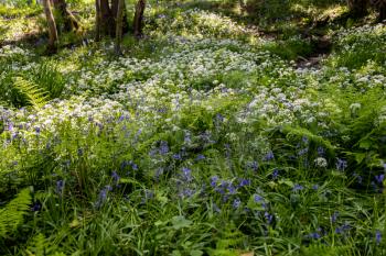 Ramsons or Wild Garlic (Allium ursinum) blooming in springtime near East Grinstead