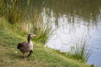 Greylag Goose (Anser anser) by a Lake near Turners Hill
