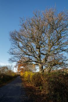 Deserted lane in the Sussex countryside in autumn