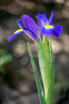 Iris flower blooming  in springtime in an English garden