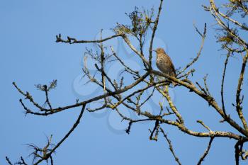 Song Thrush (Turdus philomelos) perched in a tree enjoying the spring sunshine