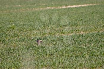 Eurasian skylark (Alauda Arvensis) flying over a field in springtime