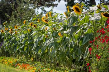 A row of Sunflowers (Helianthus annuus) blooming in the summer sunshine
