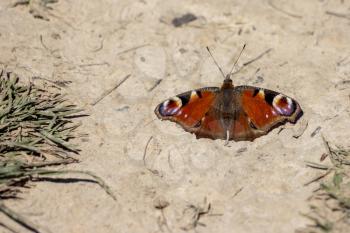 European Peacock Butterfly (Inachis io) resting on the earth
