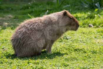 Capybara (Hydrochoerus hydrochaeris) sitting on the grass in the sunshine