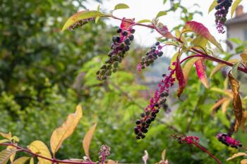 Pokeweed (Phytolacca americana ) berries ripening in San Pellegrino Italy
