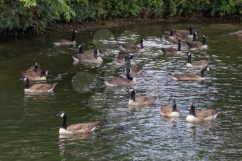 Flock of Canada Geese swimming along the River Thames at Windsor