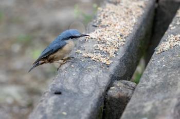 Nuthatch perched on a wooden bench ready to eat some seed