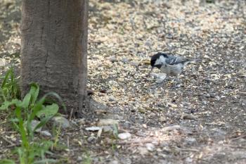 Coal Tit eating bird seed scattered on the ground