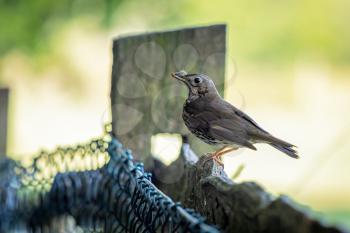 Song Thrush (Turdus philomelos) perched on a fence