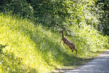 Female European Roe Deer (Capreolus capreolus) running up a grass bank