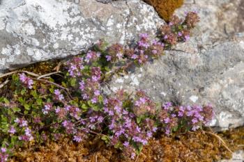 Wild Thyme (Thymus Polytricus) growing by a limestone rock in the Yorkshire Dales