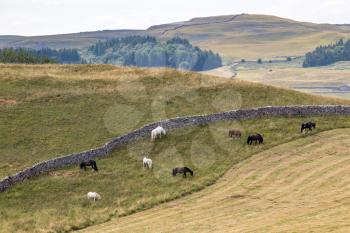 View of horses grazing in the countryside around the village of Conistone in the Yorkshire Dales National Park