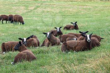 Flock of Zwartbles sheep at Conistone in the Yorkshire Dales National Park