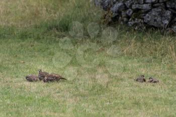 A flock of Partridges in a field at Conistone in the Yorkshire Dales