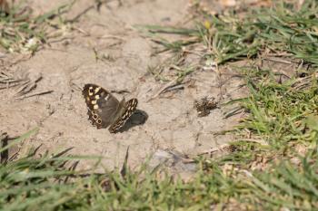 Speckled Wood Butterfly (Pararge aegeria) resting on the earth in the spring sunshine