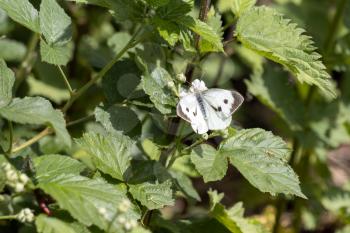 Large White (Pieris brassicae) Butterfly feeding on a Blackberry flower