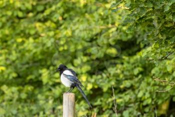 Common Magpie perched on a wooden post