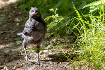 Newly fledged Jackdaw (Corvus monedula) walking along the ground