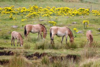 A family of Przewalski Horses (Equus ferus przewalskii) grazing together