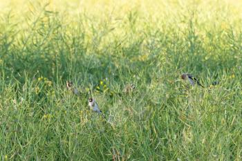 Family of Goldfinches feeding on rapeseed
