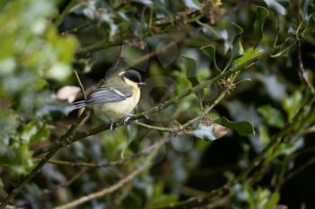 Great Tit perched on a Holly tree branch